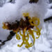 Zurück zum kompletten Bilderset Frühlings Zaubernuss Blüte gelb Schnee Hamamelis vernalis