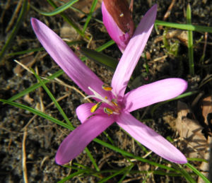 Fruehlings Zeitlose Bluete pink Colchicum bulbocodium 12