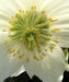 Zurück zum kompletten Bilderset Frühlingschristrose weiße Blüte Helleborus orientalis