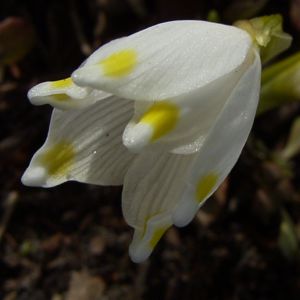 Fruelings Knotenblume Maerzenbecher Leucojum vernum 02