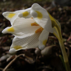 Fruelings Knotenblume Maerzenbecher Leucojum vernum 04