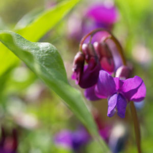 Fruelings Platterbse Bluete violett Lathyrus vernus 09