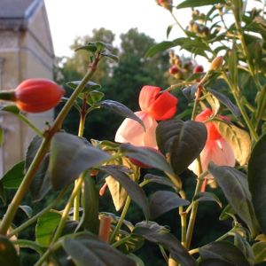 Fuchsia Fuchsie 01
