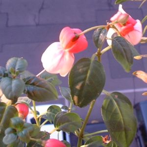 Fuchsia Fuchsie 02