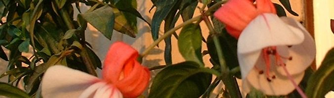 Anklicken um das ganze Bild zu sehen  Fuchsia Blüte rot weiß Fuchsie