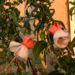 Zurück zum kompletten Bilderset Fuchsia Blüte rot weiß Fuchsie