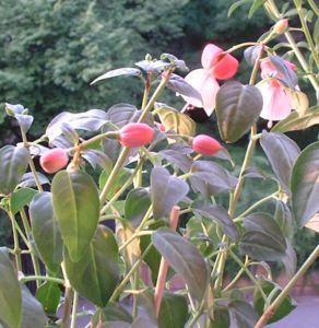 Fuchsia Fuchsie 04
