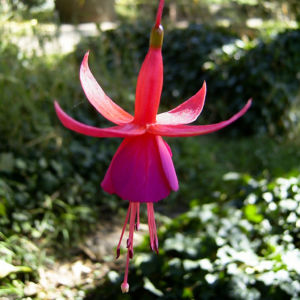 Fuchsie Bluete Fuchsia 03