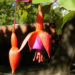 Zurück zum kompletten Bilderset Fuchsie Blüte rot lila Fuchsia