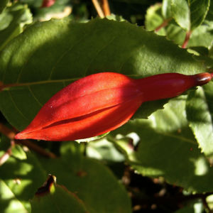 Fuchsie Bluete Fuchsia 07
