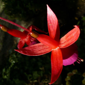 Fuchsie Bluete Fuchsia 08
