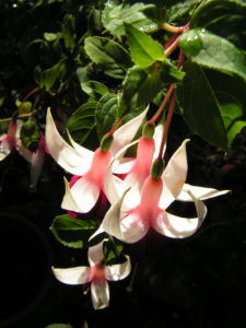 Fuchsie Hybride Bluete weiss rot Fuchsia 03