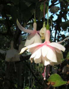 Fuchsie Hybride Bluete weiss Fuchsia 05