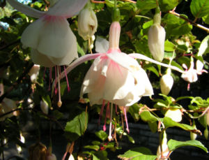 Fuchsie Hybride Bluete weiss Fuchsia 06