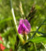Zurück zum kompletten Bilderset Futterwicke Blüte pink Vicia sativa