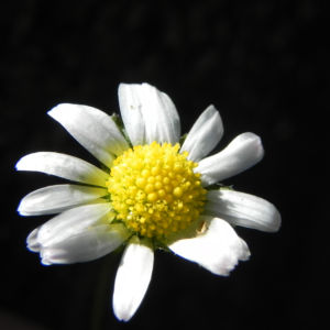Gaensebluemchen Bluete weiss Bellis perennis 04