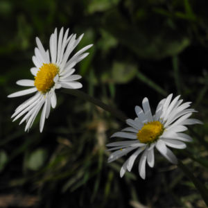 Gaensebluemchen Bluete weiss Bellis perennis 04