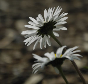 Gaensebluemchen Bluete weiss Bellis perennis 05