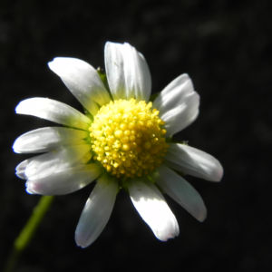 Gaensebluemchen Bluete weiss Bellis perennis 11