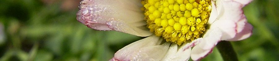Anklicken um das ganze Bild zu sehen  Gänseblümchen Blüte weiß Bellis perennis