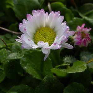 Gaensebluemchen Bellis perennis 03