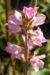 Zurück zum kompletten Bilderset Gänsedistelblättrige Francoa Blüte pink - Francoa sonchifolia