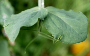 Garten Erbse Speiseerbse Blatt graun Bluete weiss Pisum sativum 06