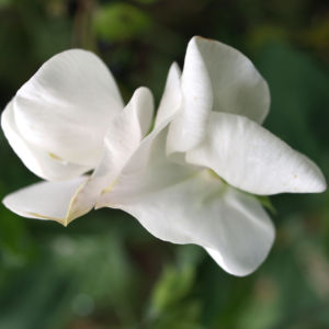 Garten Erbse Speiseerbse Blatt graun Bluete weiss Pisum sativum 07