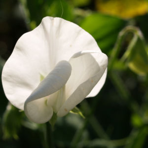 Garten Erbse Speiseerbse Blatt graun Bluete weiss Pisum sativum 09