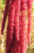 Zurück zum kompletten Bilderset Garten-Fuchsschwanz Frucht rot Amaranthus caudatus