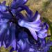 Zurück zum kompletten Bilderset Garten Hyazinthe blaue Blüte Hyacinthus orientalis hybride