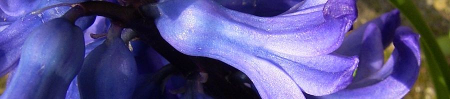 Anklicken um das ganze Bild zu sehen  Garten Hyazinthe blaue Blüte Hyacinthus orientalis hybride