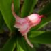 Zurück zum kompletten Bilderset Garten-Hyazinthe Hybride Blüte rosa Hyacinthus orientalis