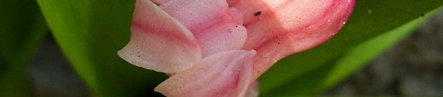 Anklicken um das ganze Bild zu sehen  Garten-Hyazinthe Hybride Blüte rosa Hyacinthus orientalis