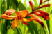 Zurück zum kompletten Bilderset Garten-Montbretie Blüte orange Crocosmia x crocosmiflora