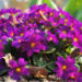 Zurück zum kompletten Bilderset Gartenprimel Blüte lila Primula vulgaris hybride