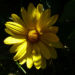 Zurück zum kompletten Bilderset Stauden-Sonnenblume Blüte gelb Helianthus decapetalus