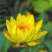 Zurück zum kompletten Bilderset Garten-Strohblume Blüte gelb Helichrysum bracteatum