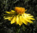 Zurück zum kompletten Bilderset Garten-Strohblume Blüte gelb Xerochrysum bracteatum