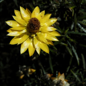 Garten Strohblume Bluete gelb Xerochrysum bracteatum 02