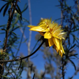 Garten Strohblume Bluete gelb Xerochrysum bracteatum 05
