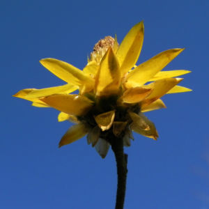 Garten Strohblume Bluete gelb Xerochrysum bracteatum 06