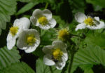 Bild:  Garten-Erdbeere Blüte weiß Fragaria x ananassa