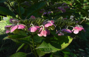 Gartenhortensie Bluete pink Hydrangea macrophylla 01