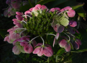 Gartenhortensie Bluete pink Hydrangea macrophylla 04