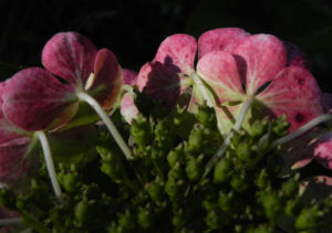 Gartenhortensie Bluete pink Hydrangea macrophylla 05
