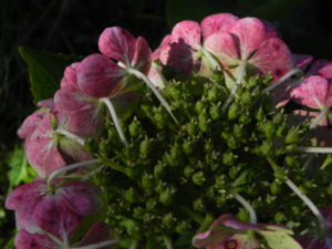 Gartenhortensie Bluete pink Hydrangea macrophylla 06