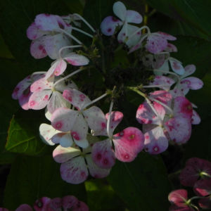 Gartenhortensie Bluete pink Hydrangea macrophylla 10
