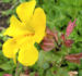 Zurück zum kompletten Bilderset Gauklerblume Blüte gelb - Mimulus hybride