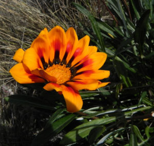 Gazanie Mittagsgold Bluete orange Gazania rigens 02